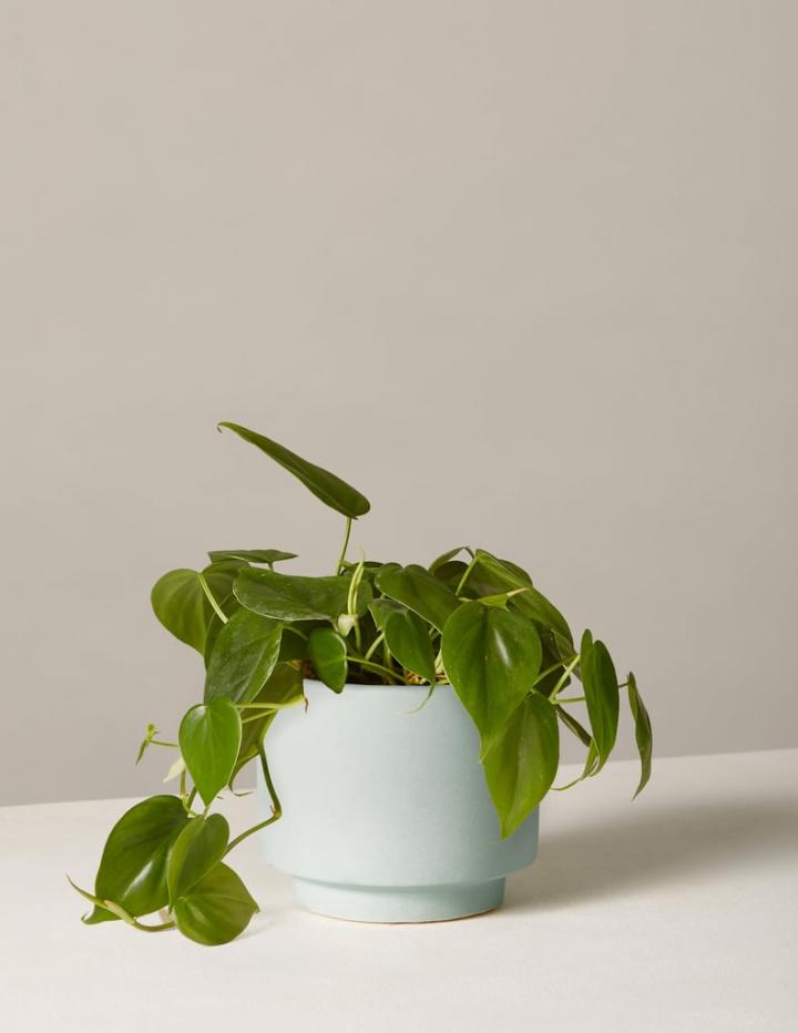 Philodendron-Green.jpg