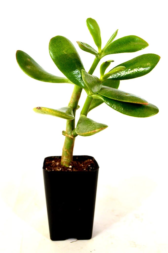 Jade-Plant.jpg