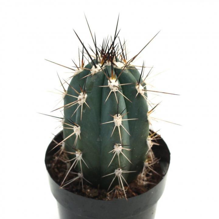 Stetsonia-Coryne-Toothpick-Cactus.jpg
