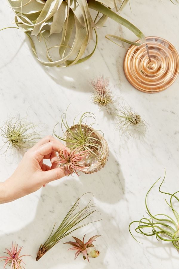Small-Live-Assorted-Air-Plants.jpg