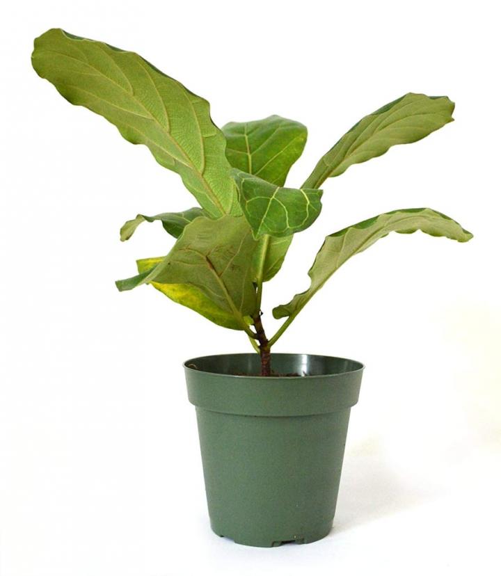 Fiddle-Leafed-Fig-Ficus.jpg