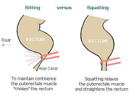 squat-vs-sit.jpg