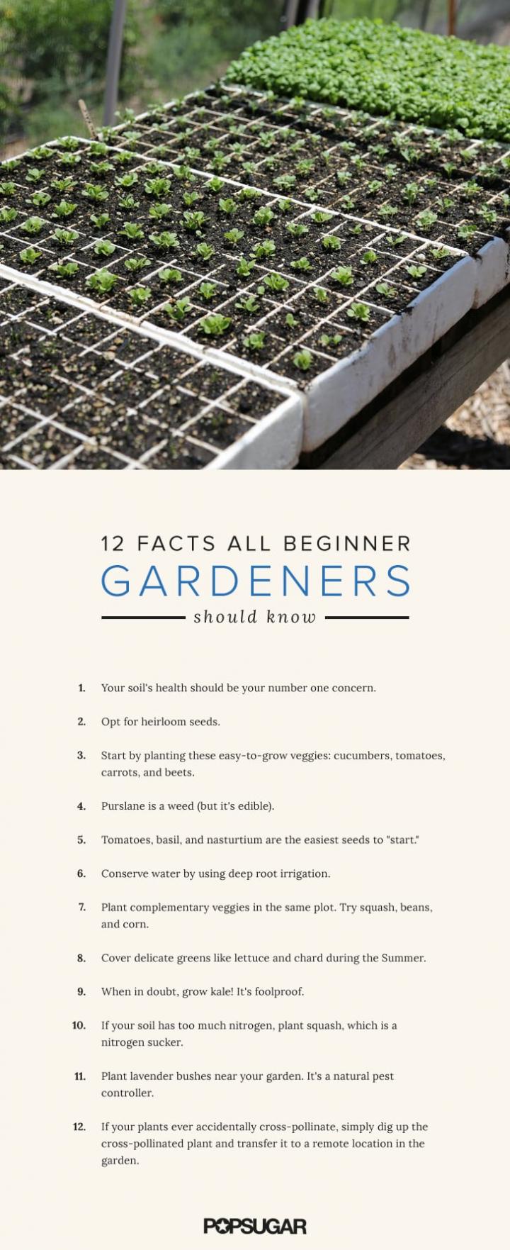 Gardening-Tips-Beginners.jpg