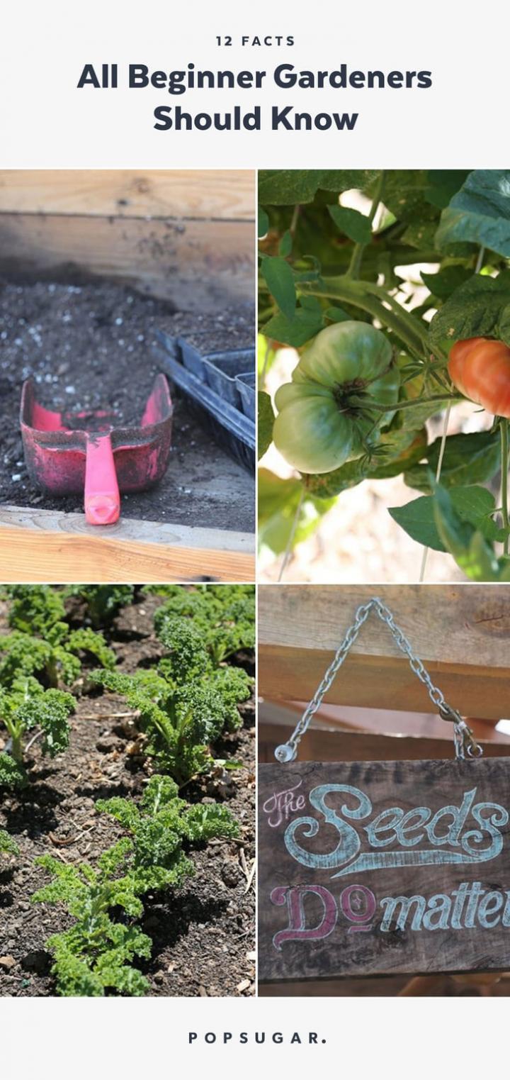 Gardening-Tips-Beginners.jpg