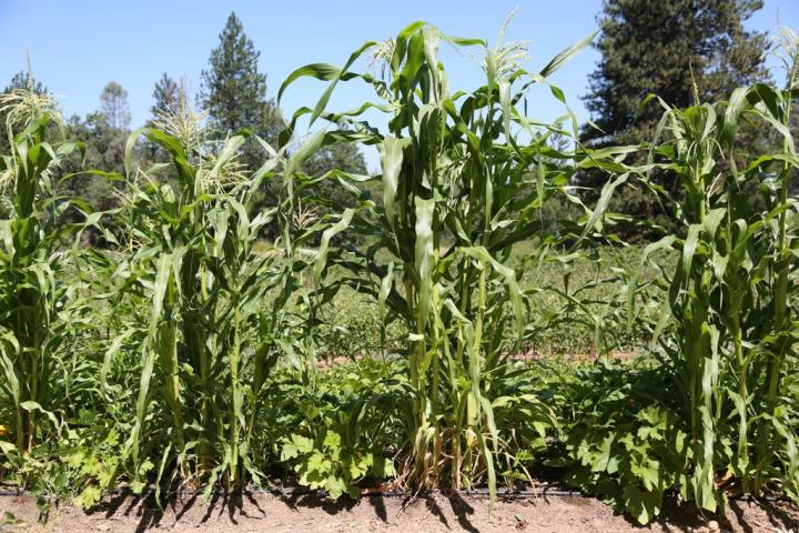 Corn-Squash-Beans-Complement-Each-Other.JPG