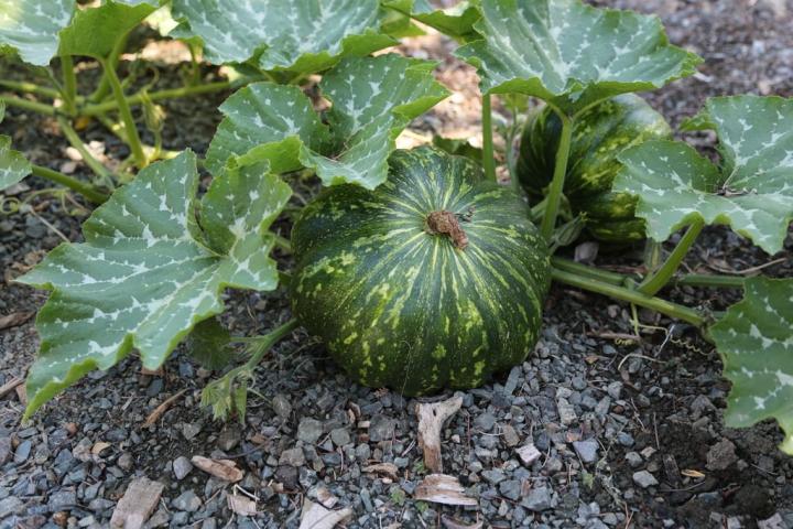 Squash-Nitrogen-Sucker.JPG