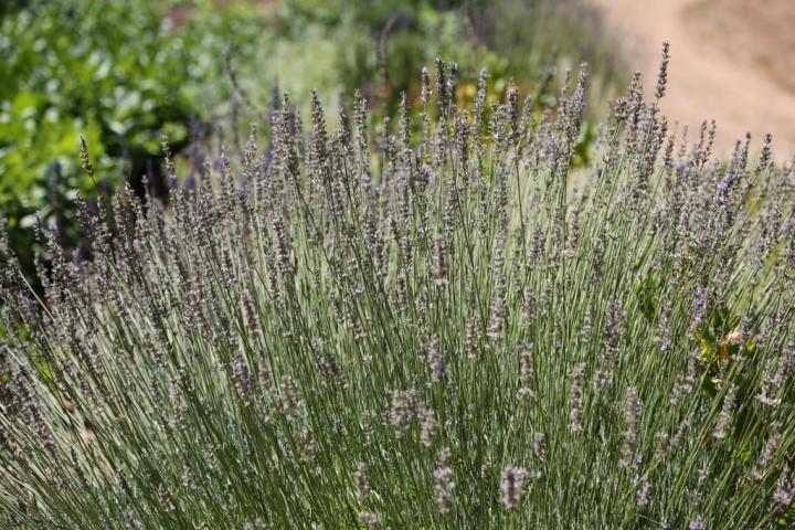 Lavender-Natural-Pest-Controller.JPG