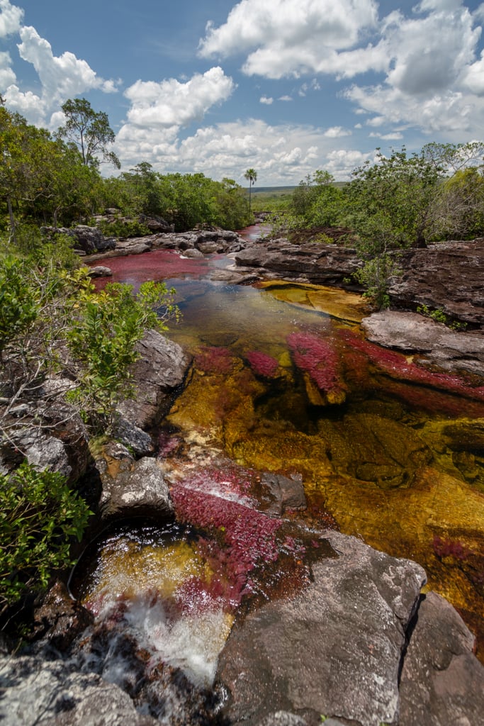 Ca%C3%B1o-Cristales-Colombia.jpg