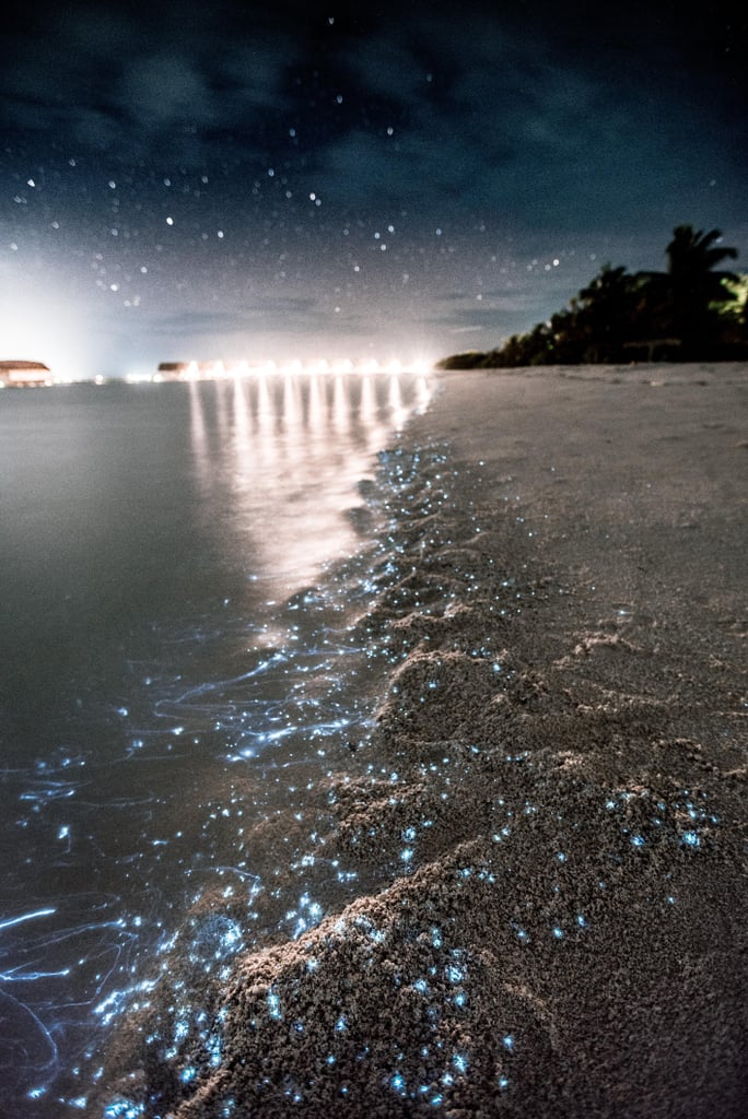 Sea-Stars-Maldives.jpg