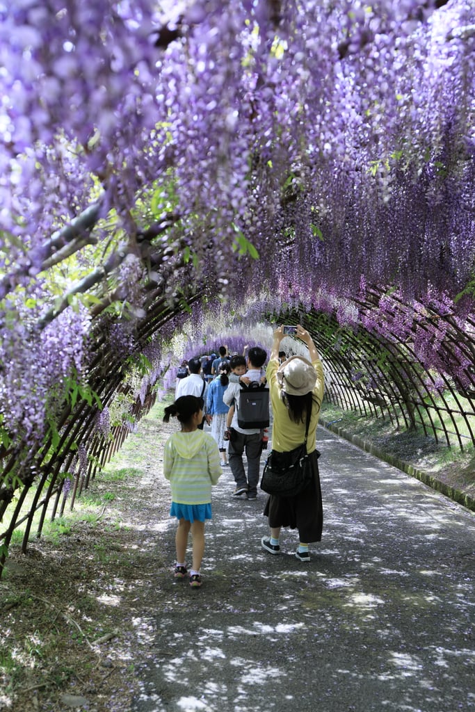 Wisteria-Flower-Tunnel-Japan.jpg