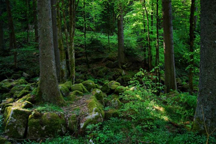 Black-Forest-Germany.jpg