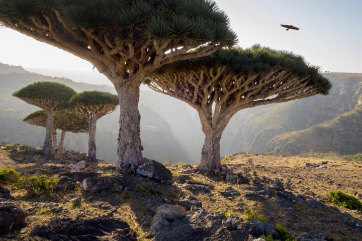 Dragon-Trees-Yemen.jpg