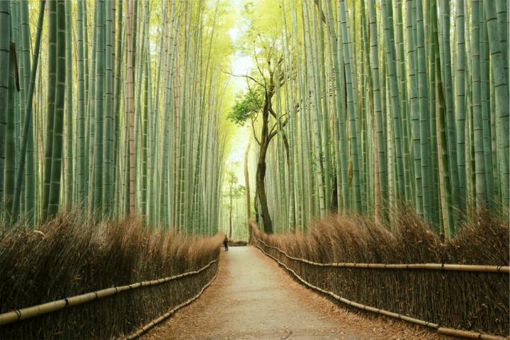 Arashiyama-Bamboo-Grove-Japan.jpg