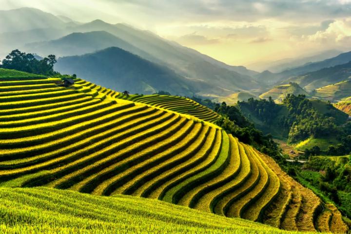 Paddy-Fields-Vietnam.jpg