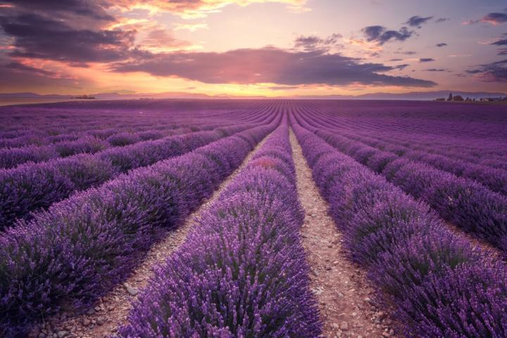 Lavender-Fields-France.jpg