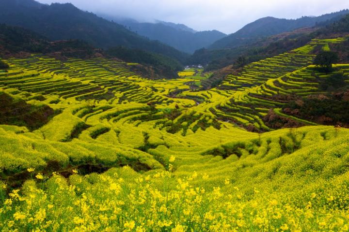 Canola-Flower-Fields-China.jpg