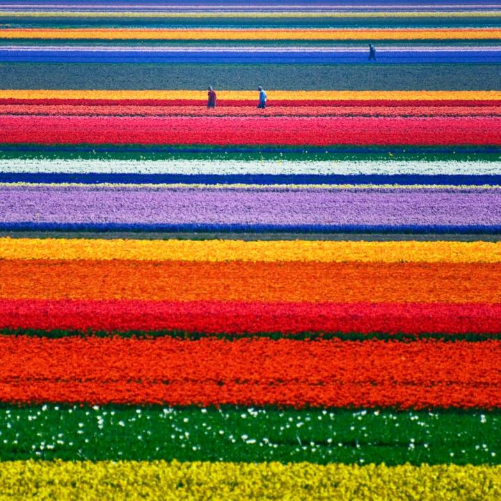 Tulip-Fields-Netherlands.jpg