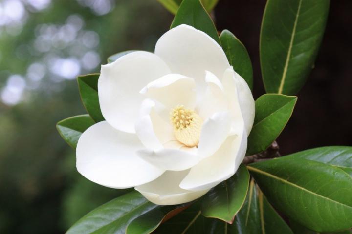 magnolia-flower.jpg?resize=1024%2C683&ssl=1