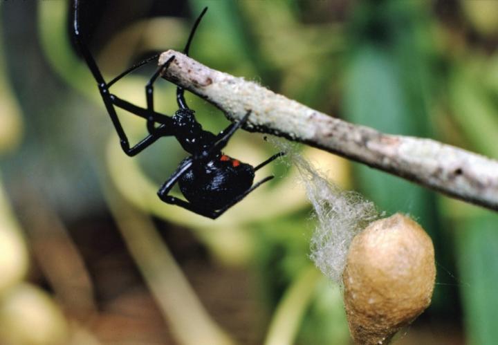 southern-black-widow-spider.jpg?resize=1024%2C710&ssl=1