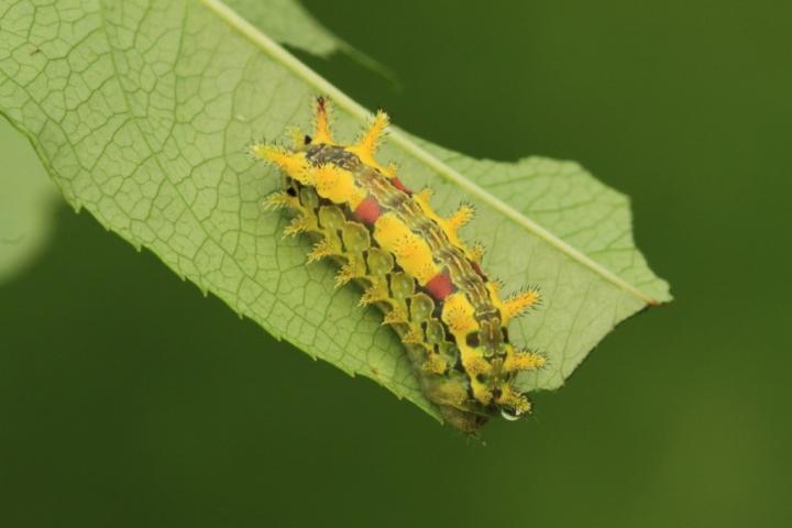spiny-oak-slug-caterpillar.jpg?resize=1024%2C683&ssl=1