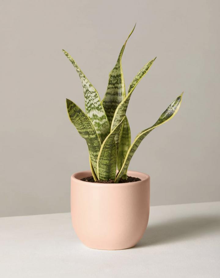 For-Person-With-Green-Thumb-Sill-Snake-Plant-Laurentii.png