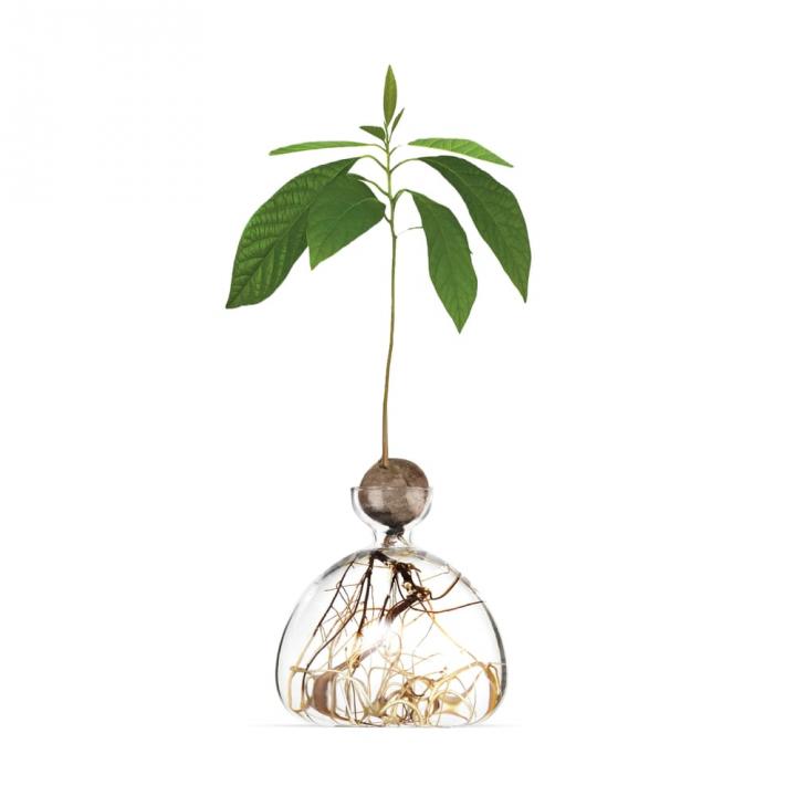 For-Plant-Parent-Ilex-Studio-Avocado-Vase.webp