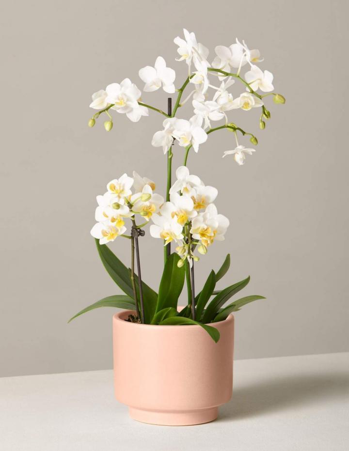 Timeless-Gift-Sill-White-Orchid.jpg