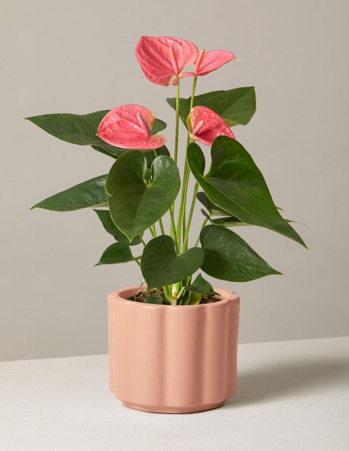 Unique-Plant-Sill-Pink-Anthurium.jpg