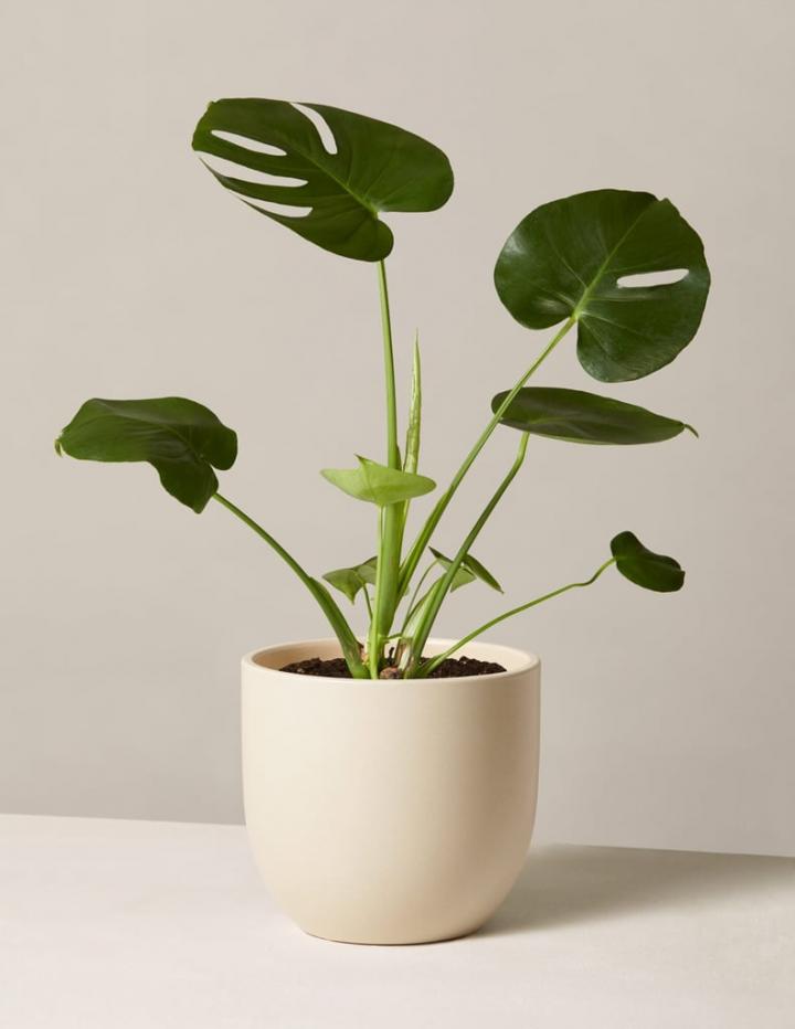 Cool-Plant-Sill-Monstera-Deliciosa.jpg