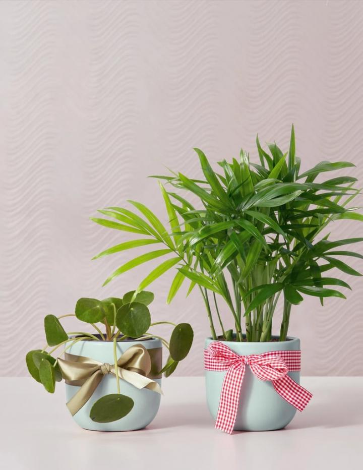 Perfect-Plant-Gift-Sill-Pet-Friendly-Duo.webp