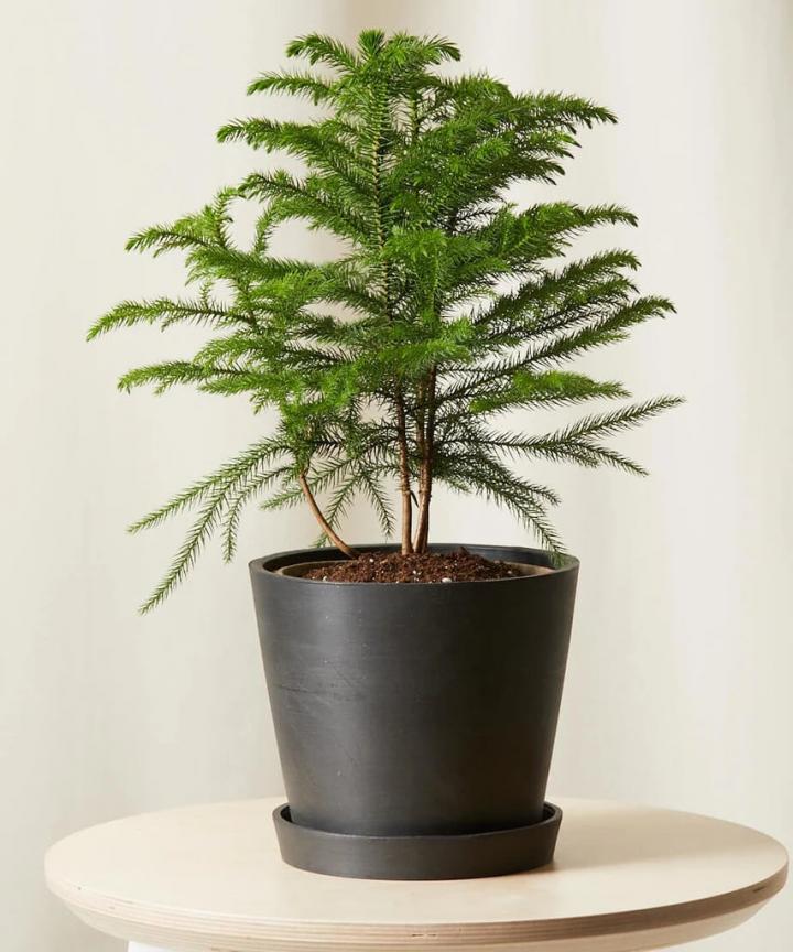 Tree-For-Holidays-Bloomscape-Potted-Tabletop-Norfolk-Pine-Indoor-Plant.webp