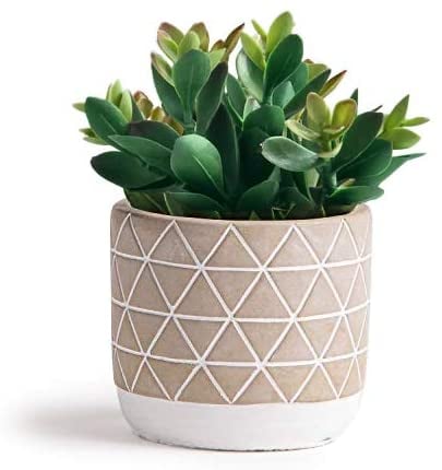 Kurrajong-Farmhouse-75-x-45-Artificial-Succulent-Plant-in-Concrete-Cement-Pot.jpg