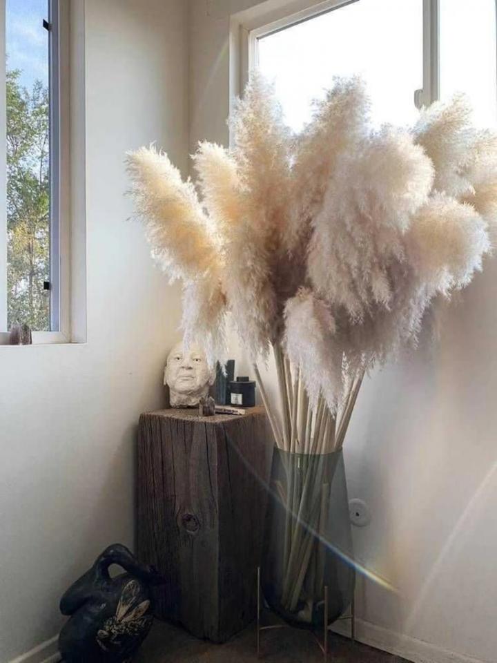 Big-Neutral-Plumes-Pampas-Grass-Stems.webp