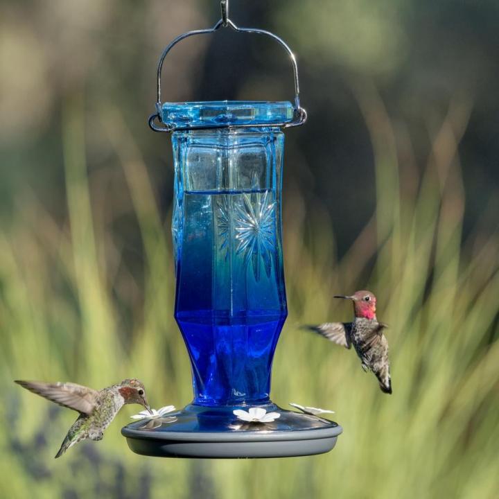 Blue-Feeder-Perky-Pet-Sapphire-Starburst-Decorative-Glass-Hummingbird-Feeder.jpg