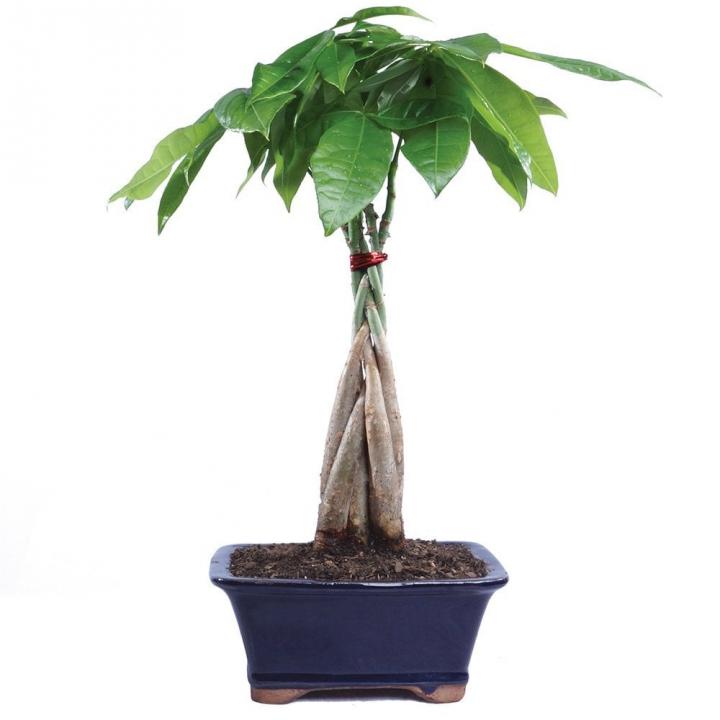 Bonsai-Plant-Money-Tree-Plant.jpg