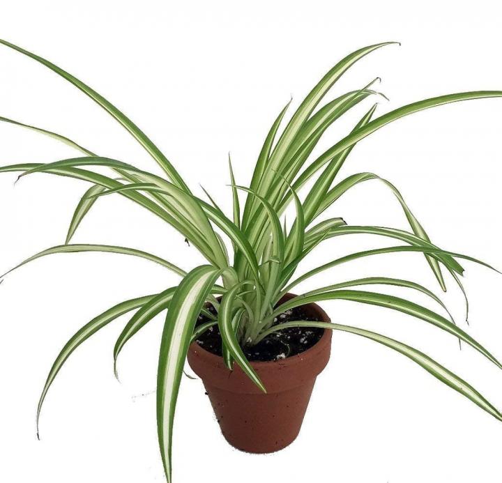 Air-Purifying-Plant-Spider-Plant.jpg