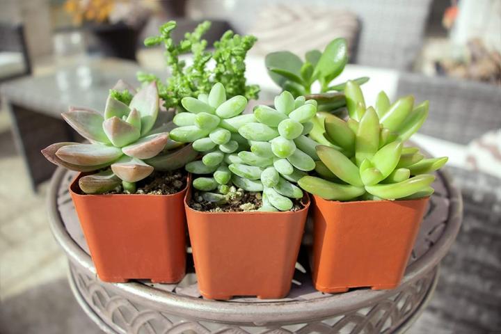 Succulents-Assorted-Potted-Succulents.jpg