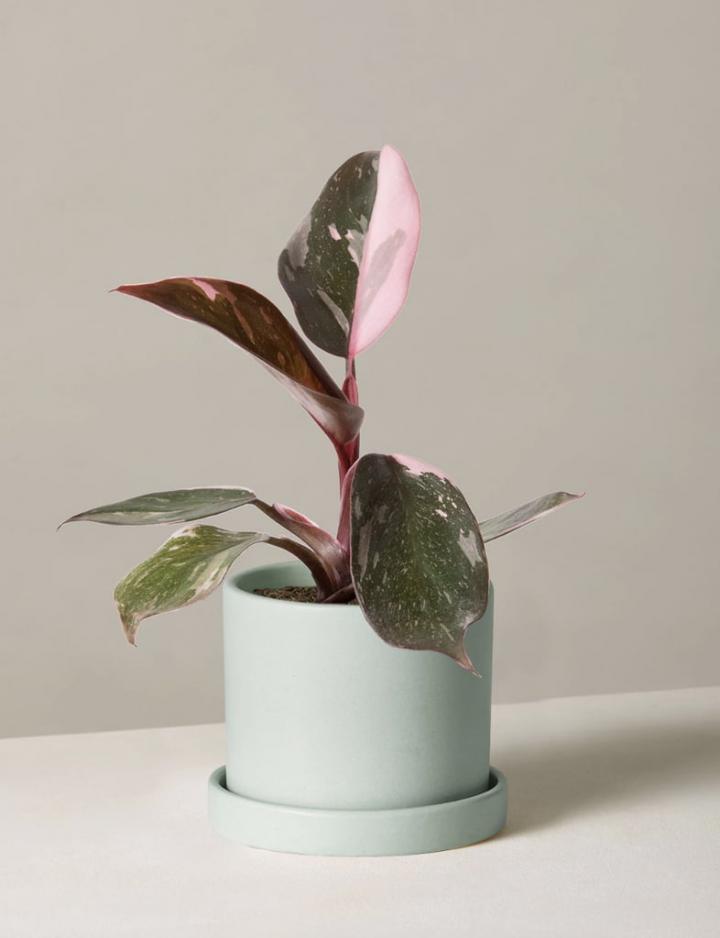 For-New-Life-Sill-Philodendron-Pink-Princess.png
