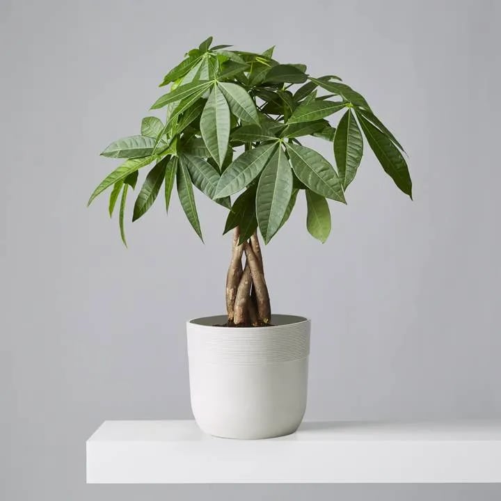 Plant-Potted-Money-Tree-Plant.webp