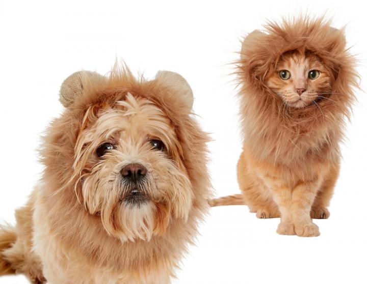 Menacing-Costume-Frisco-Lion-Mane-Dog-Cat-Costume.jpg