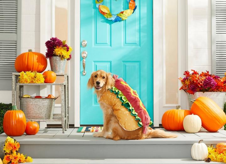 Delicious-Snack-Frisco-Hotdog-Dog-Cat-Costume.jpg