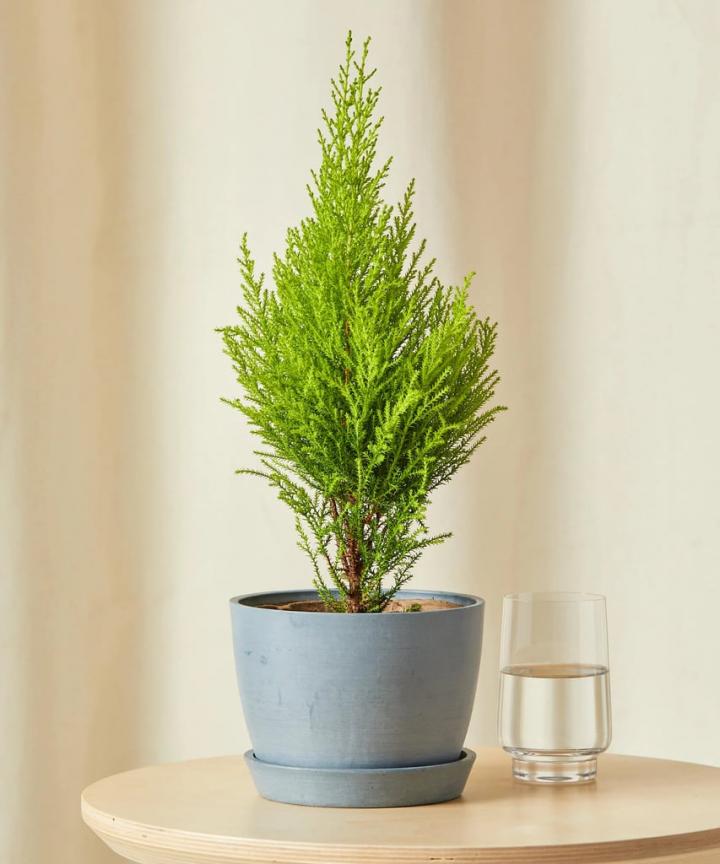 For-Plant-Parent-Bloomscape-Potted-Mini-Lemon-Cypress-Indoor-Plant.webp