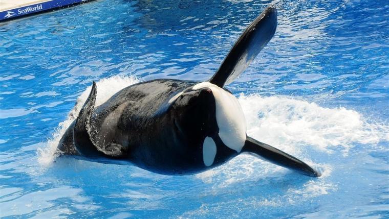 Un gigante turístico deja de vender entradas para los parques temáticos que explotan animales