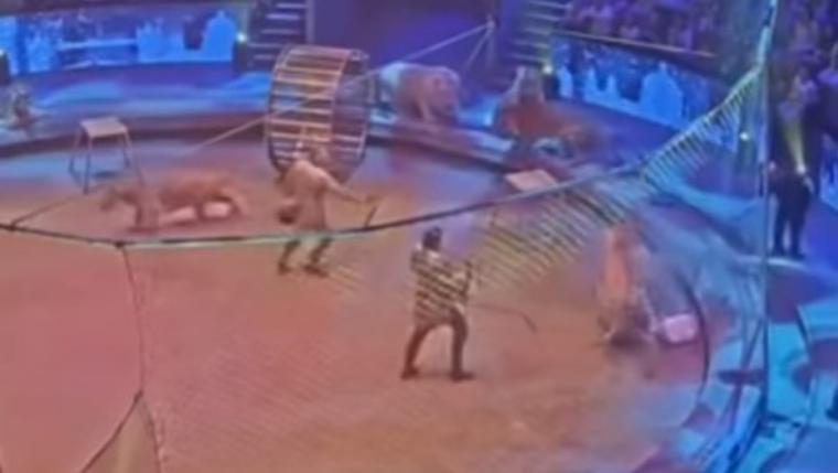 Video viral: un tigre ataca a un león en un circo