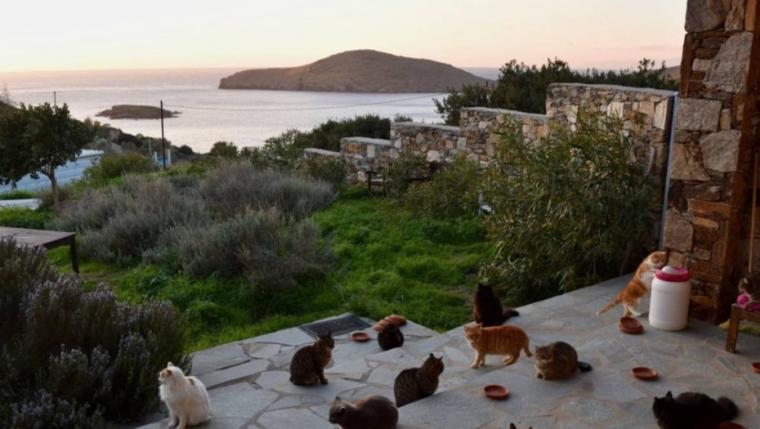 El mejor trabajo del mundo: cuidar gatos en una isla paradisíaca