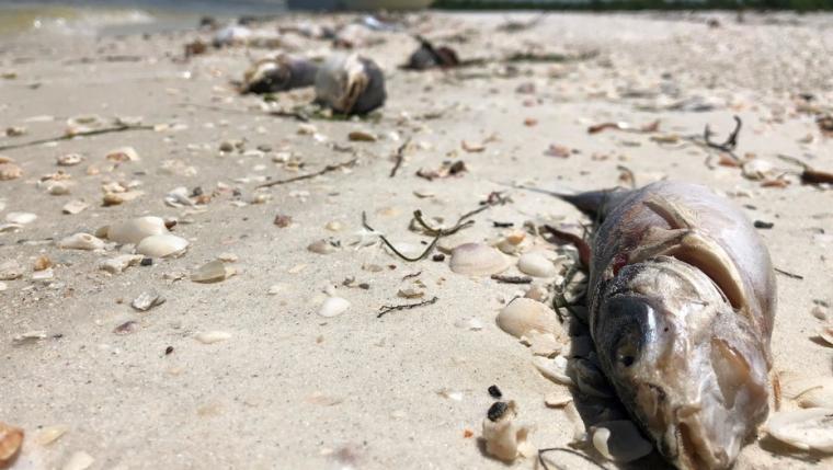 Marea roja en las playas: declaran emergencia en siete condados de Florida