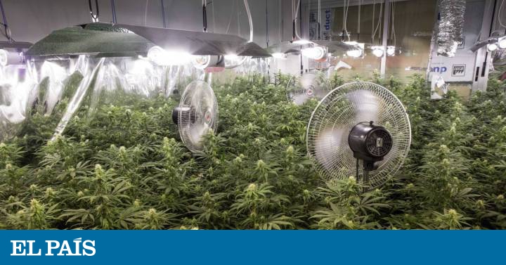 La Policía se incauta de 150 kilos de marihuana en Granada