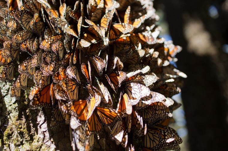 Las primeras mariposas monarca comienza a llegar a México y el cielo se tiñe de colores