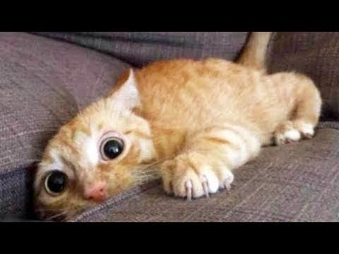 Top 200 Highlights of Animals VERY FUNNY ANIMALS