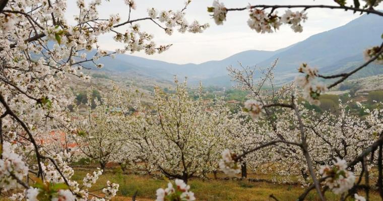 Un millón y medio de cerezos florecen en el Valle del Jerte